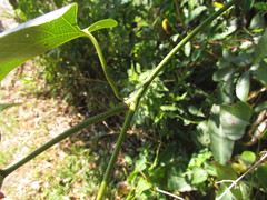 Aristolochia robertii