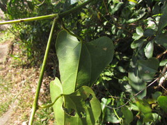 Aristolochia robertii