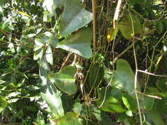 Aristolochia robertii