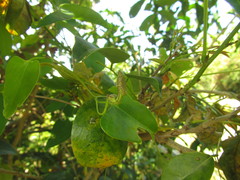 Aristolochia robertii