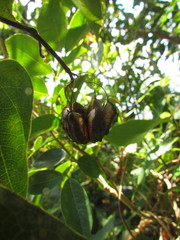 Aristolochia robertii