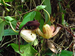 Aristolochia trilobata
