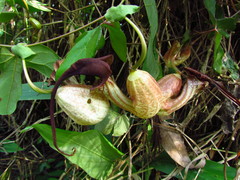Aristolochia trilobata
