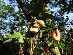 Aristolochia trilobata