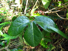Aristolochia trilobata
