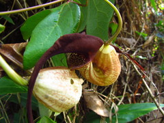 Aristolochia trilobata