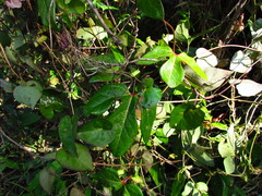 Aristolochia trilobata