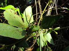 Aristolochia trilobata
