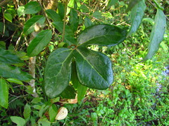 Aristolochia trilobata