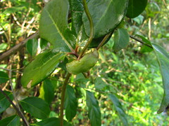 Aristolochia trilobata