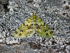 Pasiphila melochlora