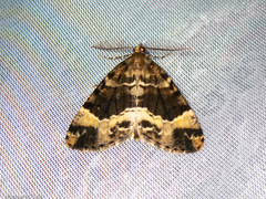 Pseudocoremia productata