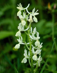 Orchis provincialis