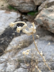 Froelichia arizonica