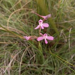 Disa oreophila