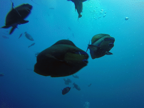 Bignose Unicornfish — seen at this dive site