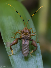 Spathophora biclavata