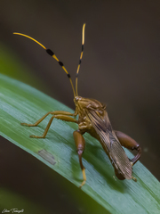 Spathophora biclavata