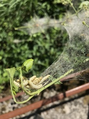 Yponomeuta cagnagella