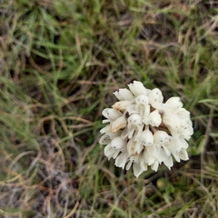 Disa cephalotes cephalotes