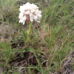 Disa cephalotes cephalotes
