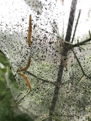 Yponomeuta cagnagella