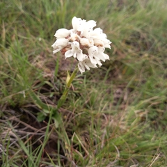 Disa cephalotes cephalotes