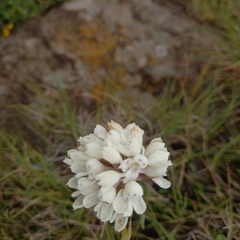 Disa cephalotes cephalotes