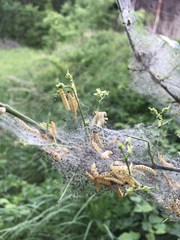 Yponomeuta cagnagella