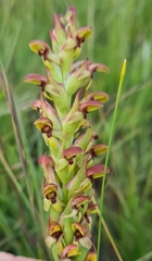 Disa brevicornis