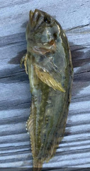 Chasmodes bosquianus