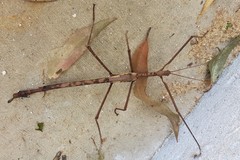 Acrophylla enceladus