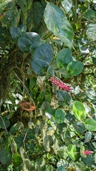 Cavendishia complectens