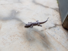 Hemidactylus