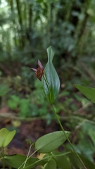Pleurothallis rowleei