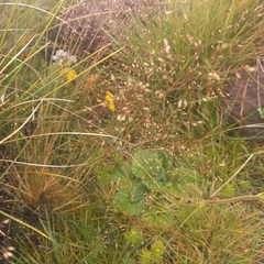 Eragrostis cylindriflora