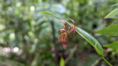 Pleurothallis rowleei