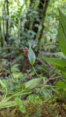Pleurothallis rowleei