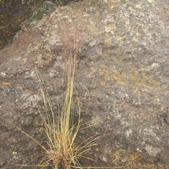 Eragrostis cylindriflora