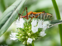 Zelus laticornis