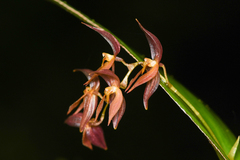 Pleurothallis rowleei