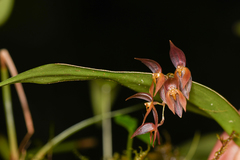 Pleurothallis rowleei