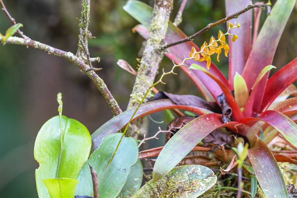 Stelis immersa