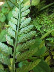 Asplenium auritum