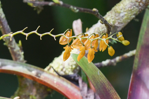 Stelis immersa, photograph 2