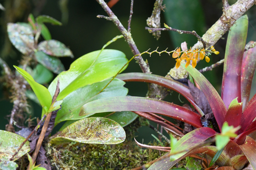 Stelis immersa, photograph 3