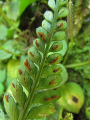 Asplenium auritum