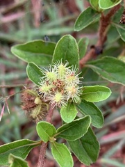 Acanthospermum