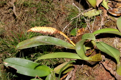 Bulbophyllum coriophorum image