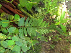 Asplenium auritum